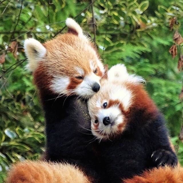 attachment